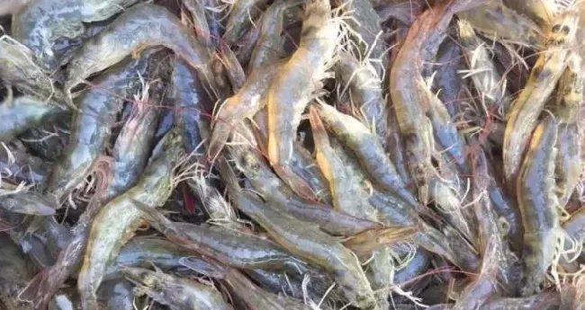 水产杂谈丨论南美白对虾养殖的客观性