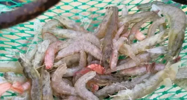 水产杂谈丨论南美白对虾养殖的高产