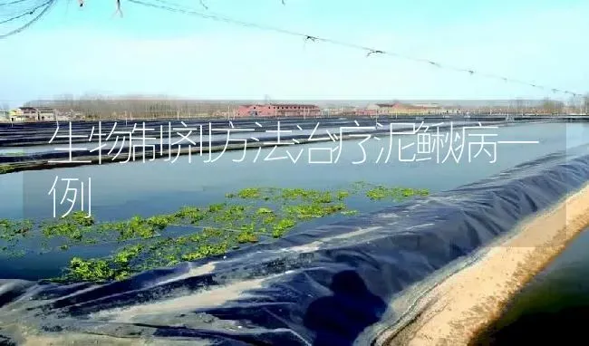 生物制剂方法治疗泥鳅病一例 | 淡水养殖