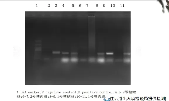 鲤鱼疱疹病毒发病期间注意事项：温度越高越难发病