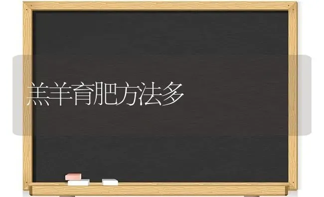 羔羊育肥方法多 | 家畜养殖