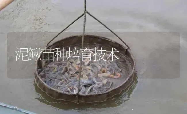 泥鳅苗种培育技术 | 淡水养殖