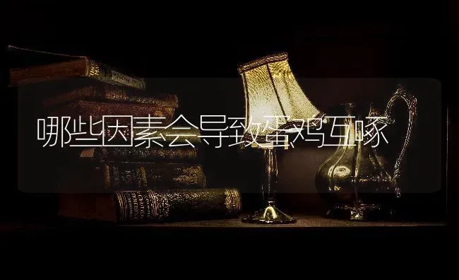 哪些因素会导致蛋鸡互啄 | 家禽养殖