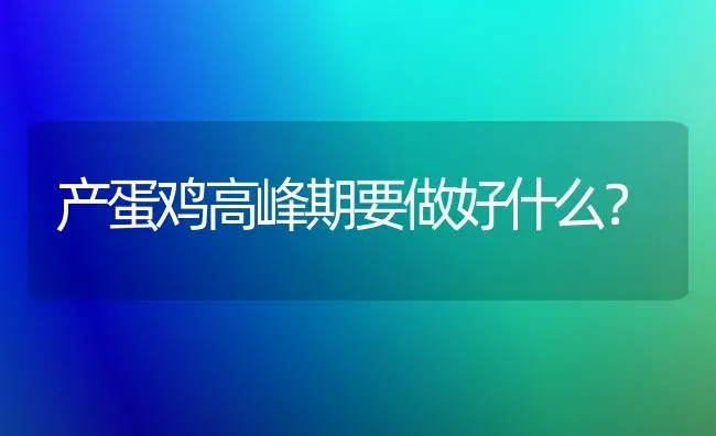 产蛋鸡高峰期要做好什么？ | 家禽养殖