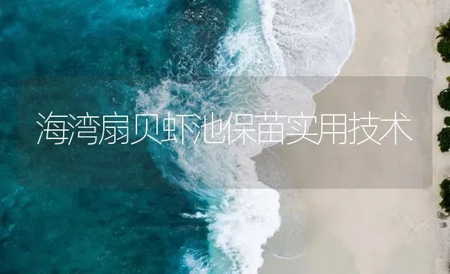 海湾扇贝虾池保苗实用技术 | 海水养殖