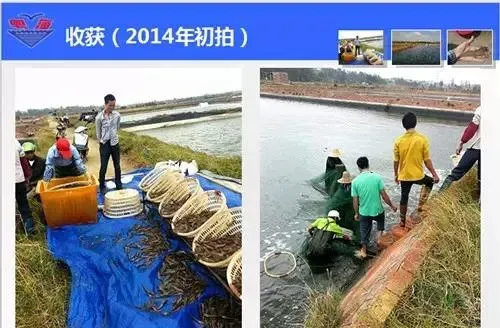 【粤海养殖能手】高位池低密度鱼虾混养模式分享