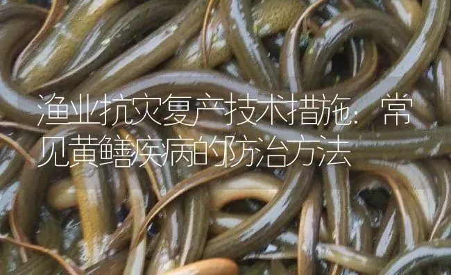 渔业抗灾复产技术措施：常见黄鳝疾病的防治方法 | 淡水养殖