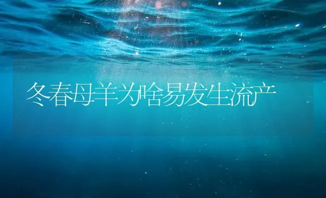 冬春母羊为啥易发生流产 | 家畜养殖