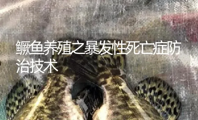 鳜鱼养殖之暴发性死亡症防治技术 | 淡水养殖