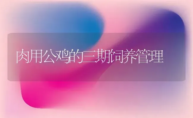 肉用公鸡的三期饲养管理 | 家禽养殖