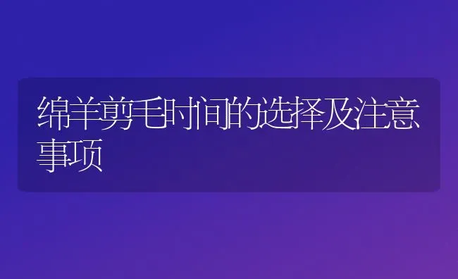 绵羊剪毛时间的选择及注意事项 | 家畜养殖