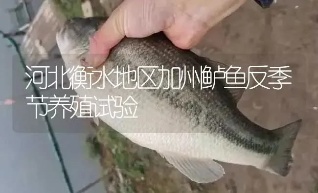 河北衡水地区加州鲈鱼反季节养殖试验 | 淡水养殖