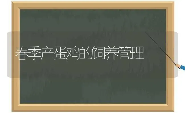 春季产蛋鸡的饲养管理 | 家禽养殖