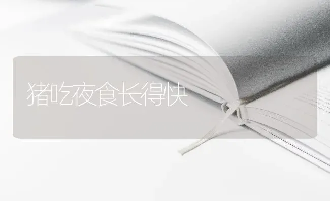 猪吃夜食长得快 | 家畜养殖