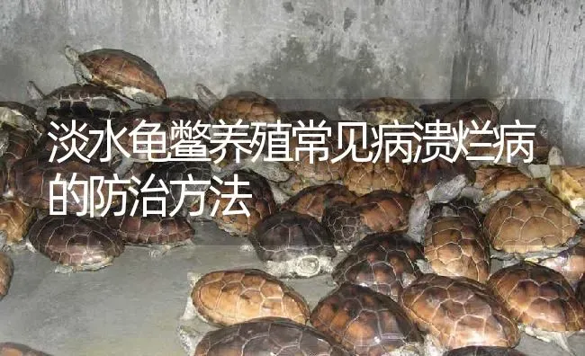 淡水龟鳖养殖常见病溃烂病的防治方法 | 淡水养殖