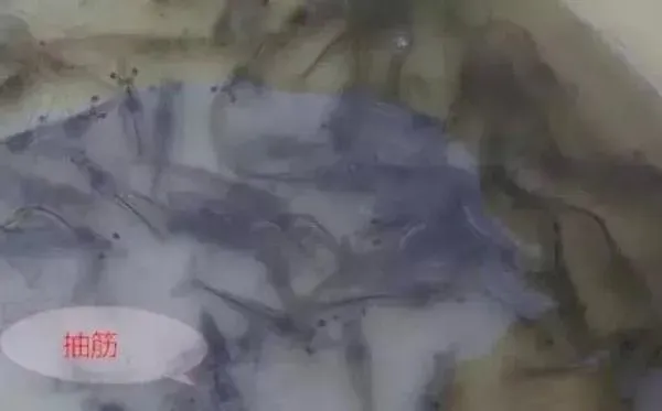 南美白对虾养殖过程中抽筋软壳的处理方法