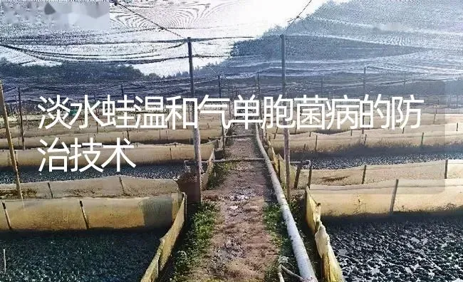 淡水蛙温和气单胞菌病的防治技术 | 特种养殖