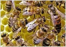 蜜蜂养殖技术之春季繁殖要点 | 动物养殖资料