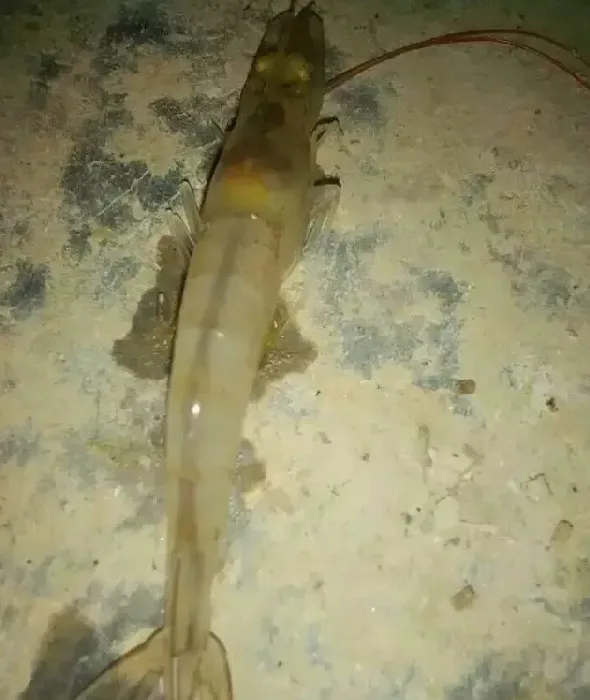 南美白对虾中毒性缺氧的处理方法