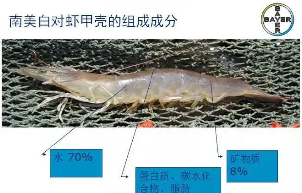 人工养殖南美白对虾需要补充什么样的矿物质