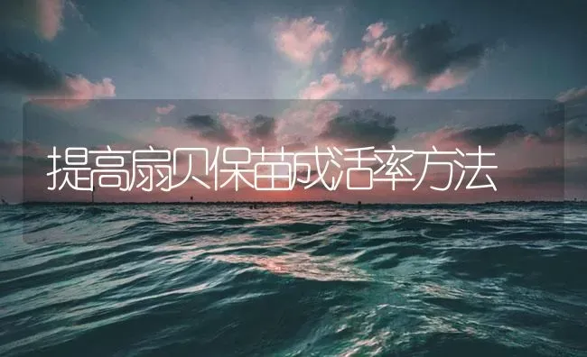 提高扇贝保苗成活率方法 | 海水养殖