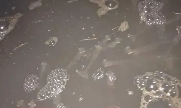 南美白对虾中毒性缺氧的处理方法
