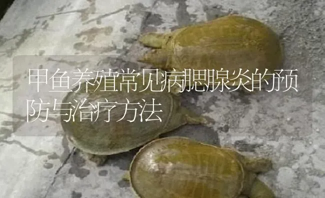 甲鱼养殖常见病腮腺炎的预防与治疗方法 | 淡水养殖