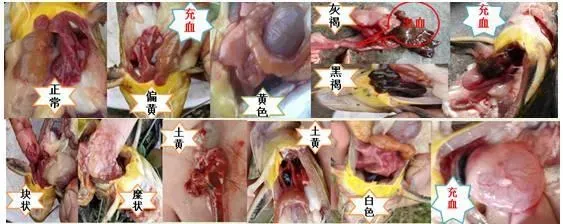 黄颡鱼养殖户使用肝肠利健前后效果纪实