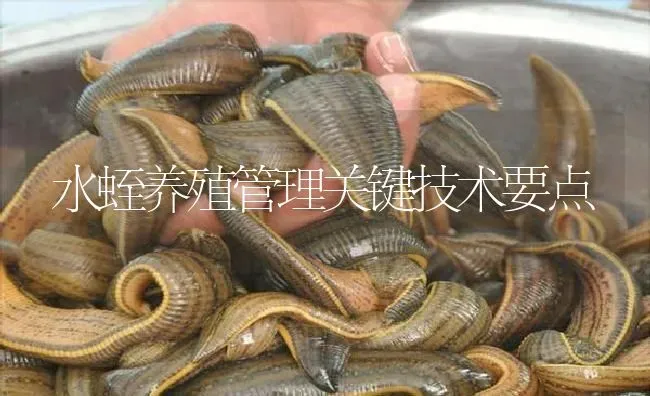 水蛭养殖管理关键技术要点 | 特种养殖