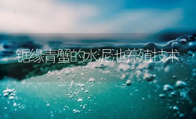 锯缘青蟹的水泥池养殖技术 | 海水养殖