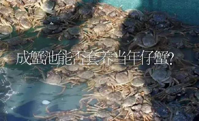 成蟹池能否套养当年仔蟹？ | 淡水养殖