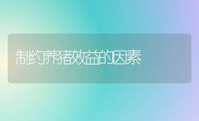 制约养猪效益的因素 | 家畜养殖