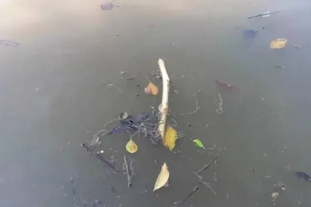 罗非鱼吃料少及死亡案例分析处理方法