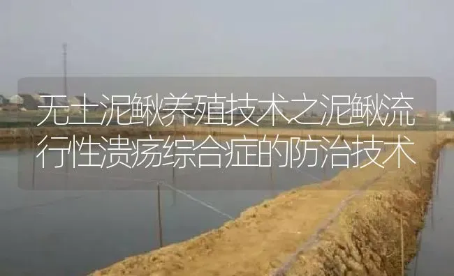 无土泥鳅养殖技术之泥鳅流行性溃疡综合症的防治技术 | 淡水养殖