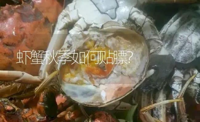 虾蟹秋季如何贴膘? | 淡水养殖