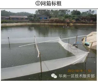 海大罗非鱼苗种网箱和池塘标粗方案