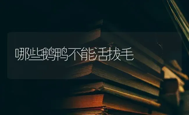 哪些鹅鸭不能活拔毛 | 家禽养殖