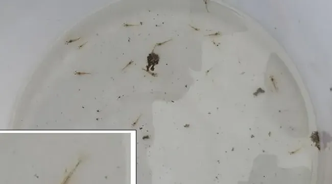 “乳酸菌王+活性酵母”在对虾养殖中的效果跟踪
