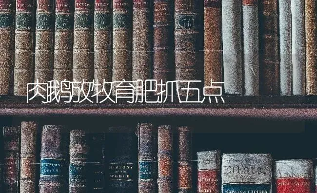 肉鹅放牧育肥抓五点 | 家禽养殖