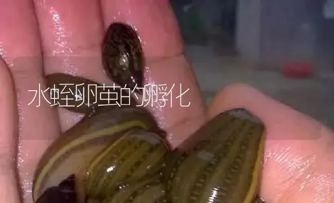 水蛭卵茧的孵化 | 特种养殖