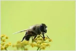 蜜蜂孢子虫病的防治方法 | 动物养殖技术