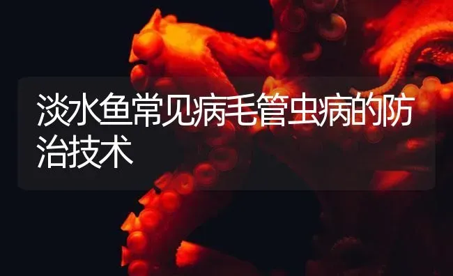 淡水鱼常见病毛管虫病的防治技术 | 养殖病虫害防治