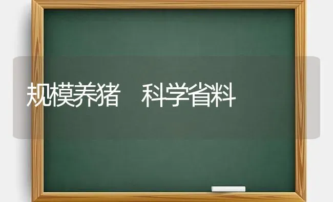 规模养猪 科学省料 | 家畜养殖