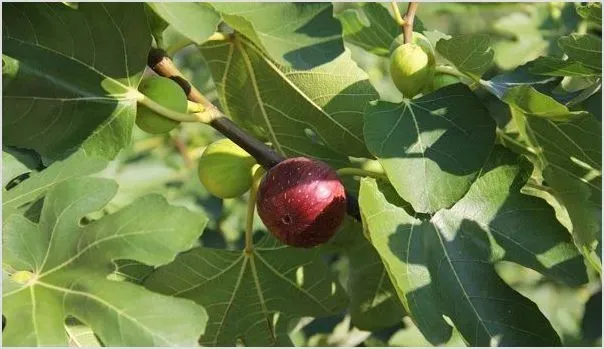 无花果的定植要点及定植后养护 | 农业养殖科普