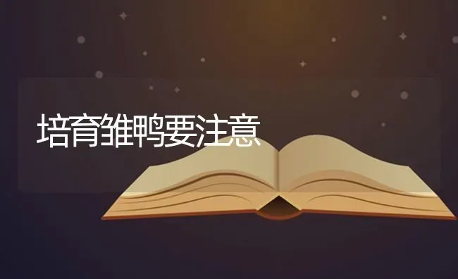 培育雏鸭要注意 | 家禽养殖