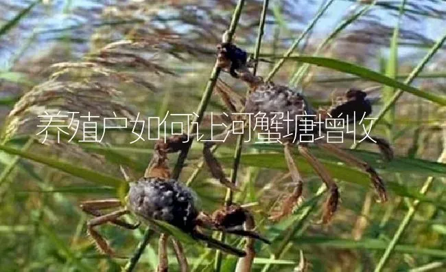 养殖户如何让河蟹塘增收 | 淡水养殖