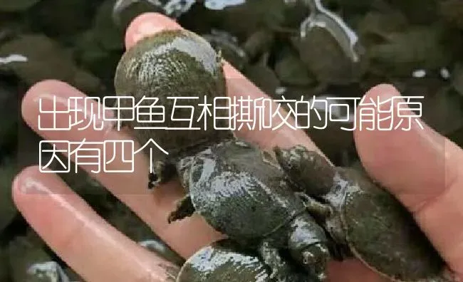 出现甲鱼互相撕咬的可能原因有四个 | 淡水养殖