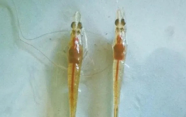 认识南美白对虾肝胰脏及保肝护肝
