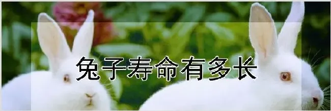 兔子寿命有多长 | 养殖动物技术