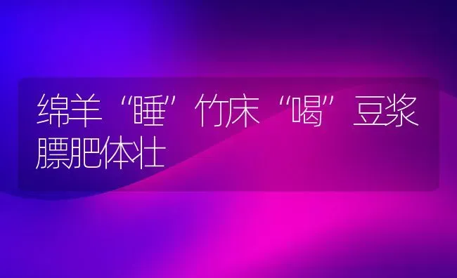 绵羊“睡”竹床“喝”豆浆膘肥体壮 | 家畜养殖